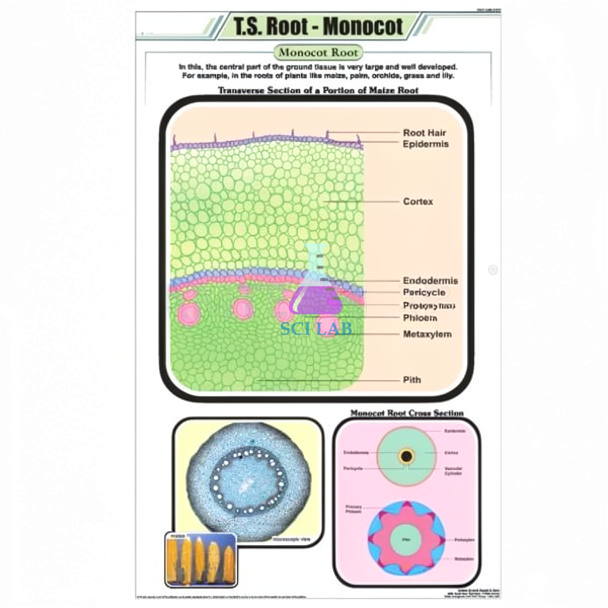 Transverse Section of Monocot Root Chart